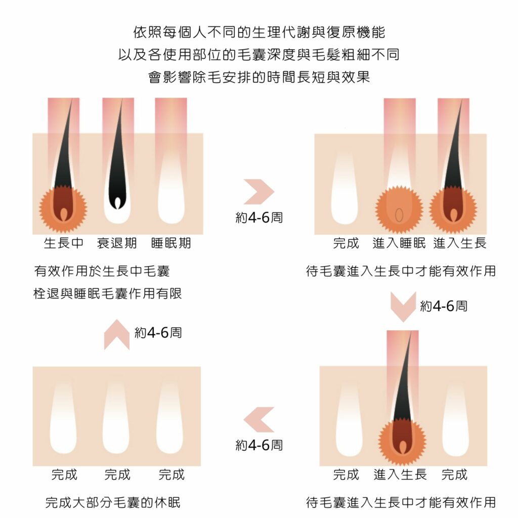除毛比較_圖C-1024x1024